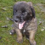 Anni Magic, Wei&szlig;es  Halsband